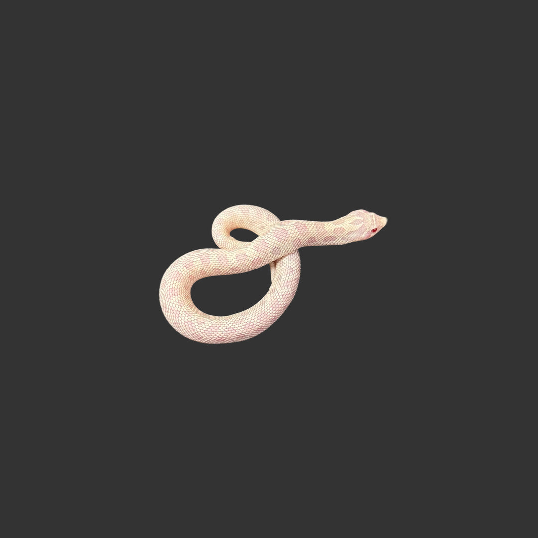 Heterodon nasicus (Hognose Snake) Yeti (Axanthic, Albino, Anaconda) FEMALE