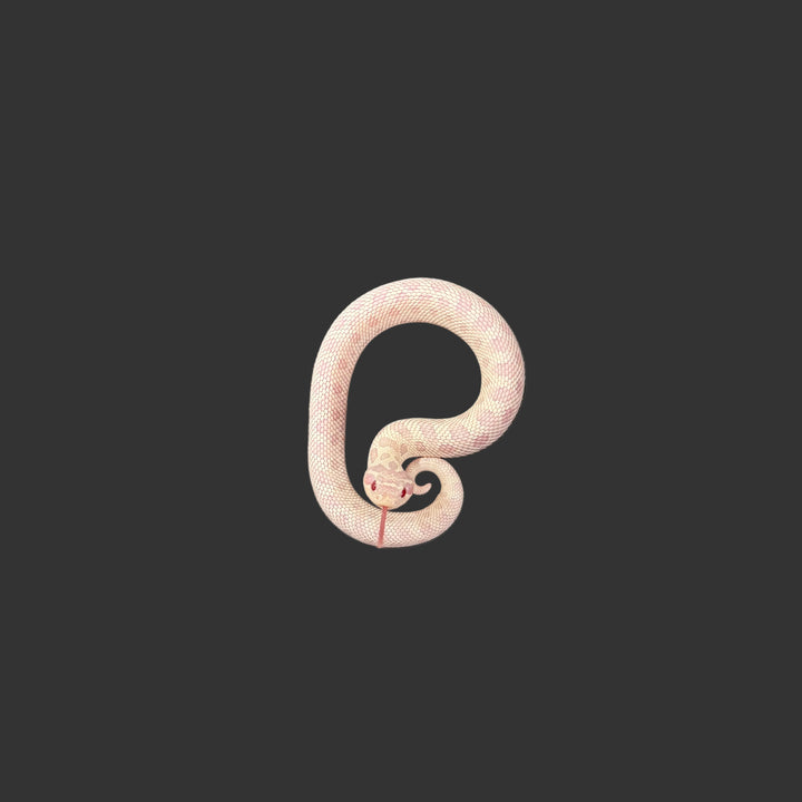 Heterodon nasicus (Hognose Snake) Yeti (Axanthic, Albino, Anaconda) FEMALE