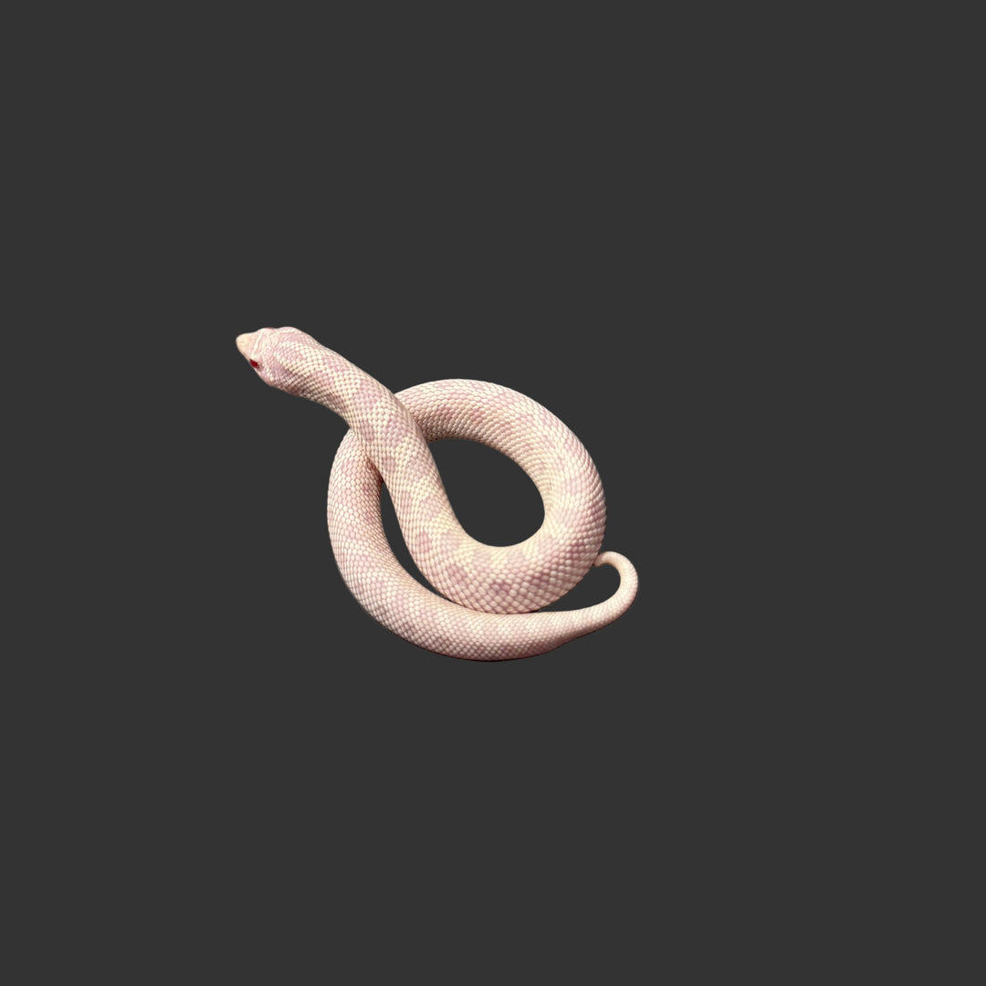 Heterodon nasicus (Hognose Snake) Yeti (Axanthic, Albino, Anaconda) FEMALE