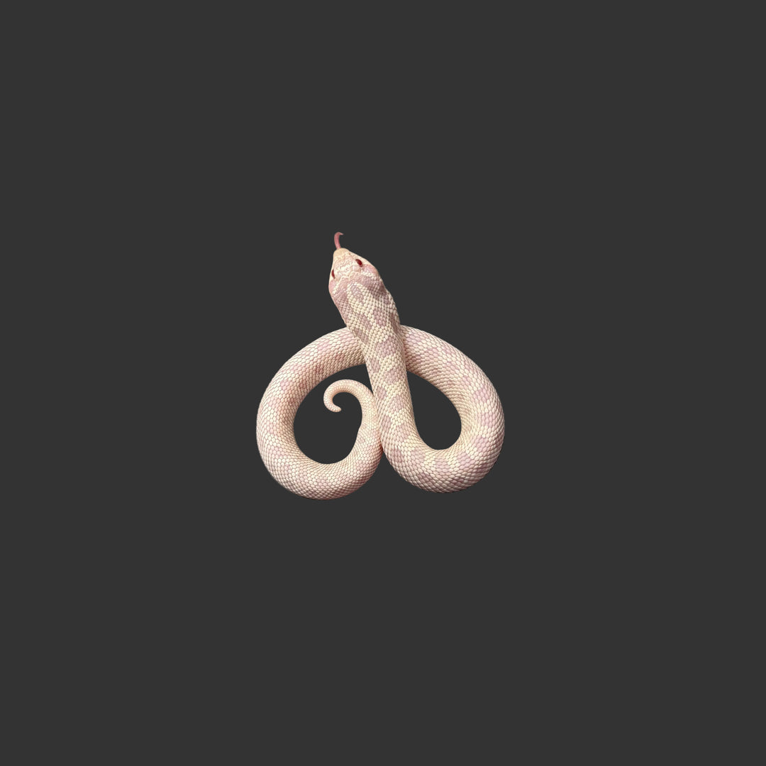 Heterodon nasicus (Hognose Snake) Yeti (Axanthic, Albino, Anaconda) FEMALE