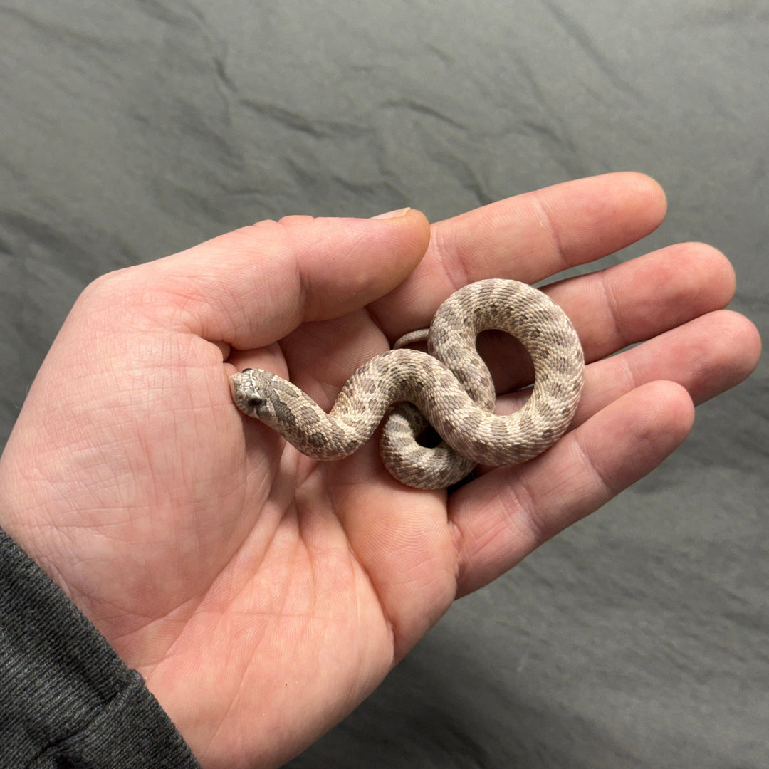 Heterodon nasicus (Hognose Snake) Lavender FEMALE