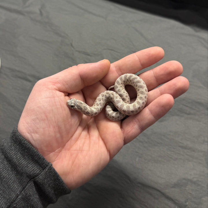 Heterodon nasicus (Hognose Snake) Lavender FEMALE