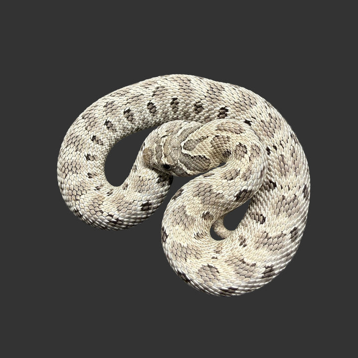 Heterodon nasicus (Hognose Snake) Axanthic Conda FEMALE