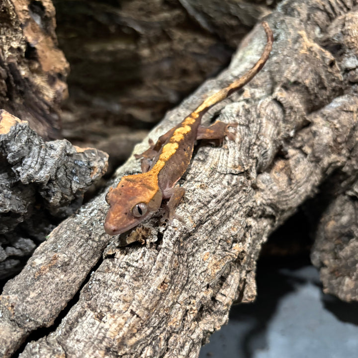 Correlophus ciliatus (Crested Gecko) Normal Juvenile