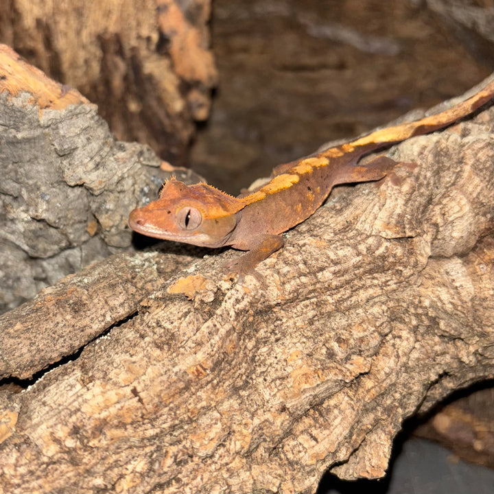 Correlophus ciliatus (Crested Gecko) Normal Juvenile