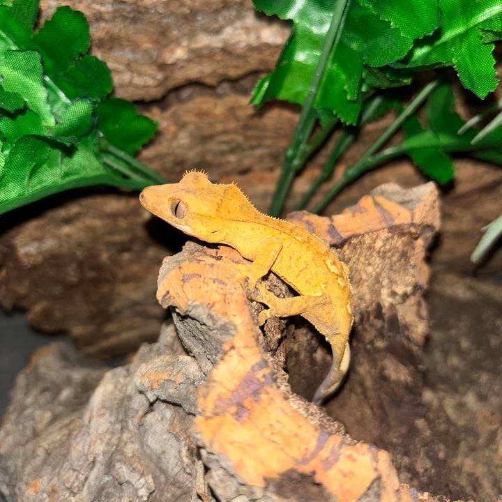 Correlophus ciliatus (Crested Gecko) Normal Juvenile