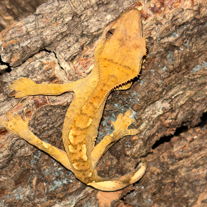 Correlophus ciliatus (Crested Gecko) Normal Juvenile