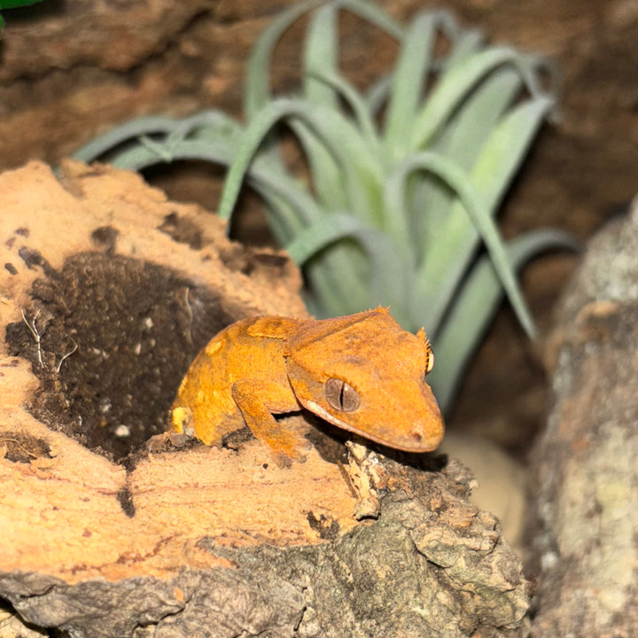 Correlophus ciliatus (Crested Gecko) Normal Juvenile