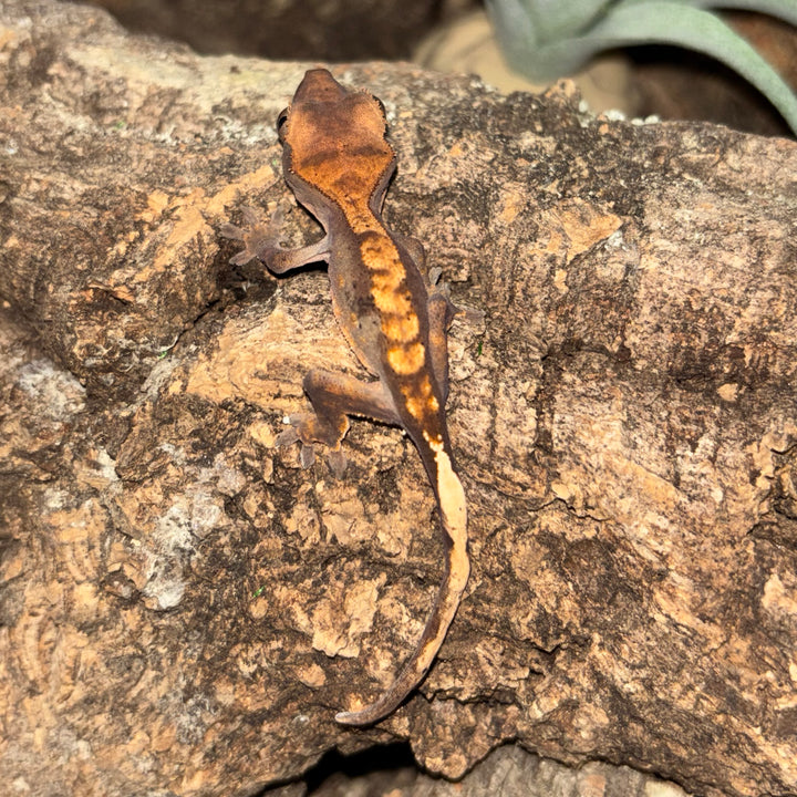 Correlophus ciliatus (Crested Gecko) Normal Juvenile