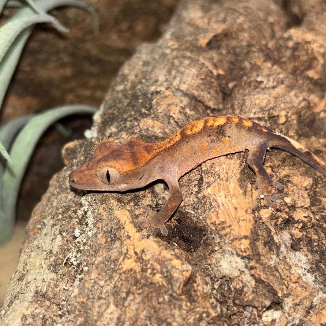 Correlophus ciliatus (Crested Gecko) Normal Juvenile