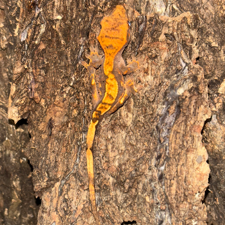 Correlophus ciliatus (Crested Gecko) Normal Juvenile