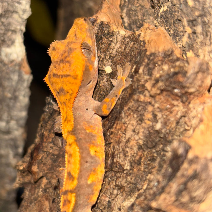 Correlophus ciliatus (Crested Gecko) Normal Juvenile