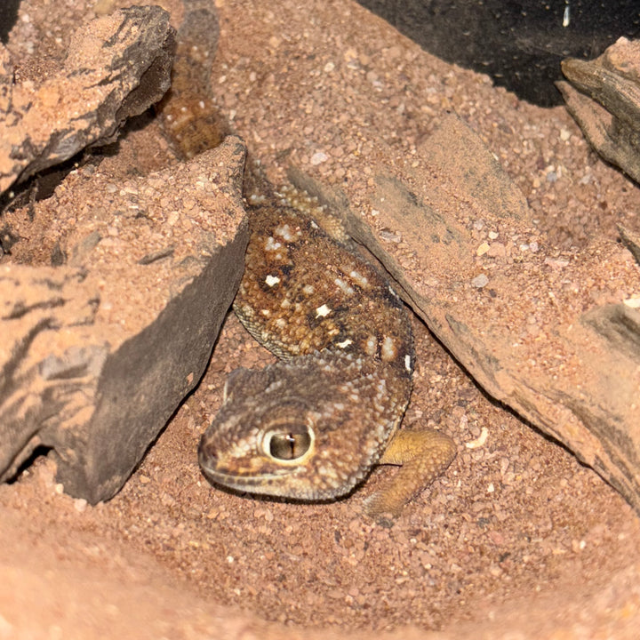 Chondrodactylus angulifer (Namib Sand Gecko)
