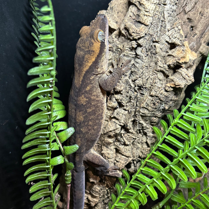 Correlophus sarasinorum (Roux's Giant Gecko) MALE