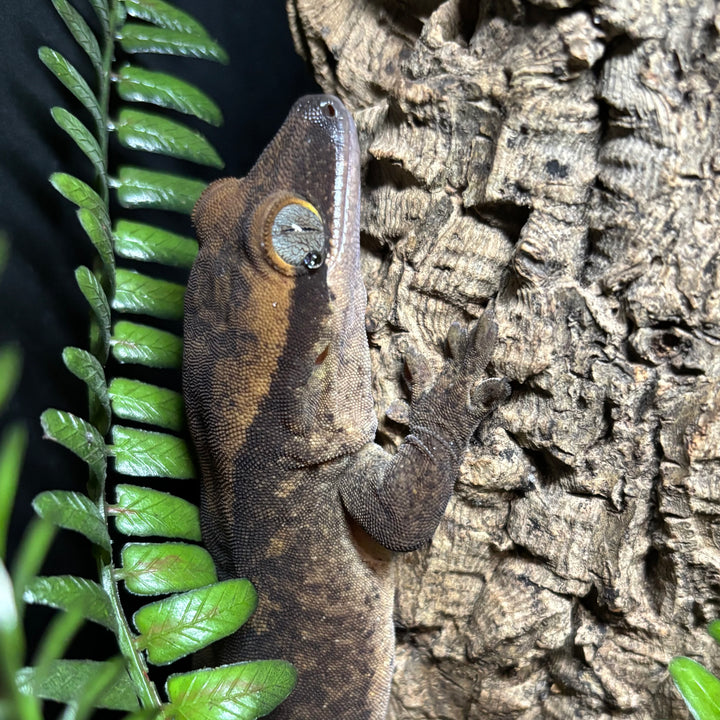 Correlophus sarasinorum (Roux's Giant Gecko) MALE