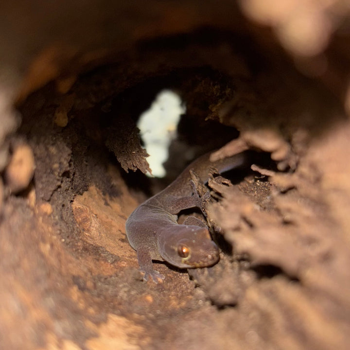 Dierogekko nehoueensis (New Caledonian Striped Gecko) MALE