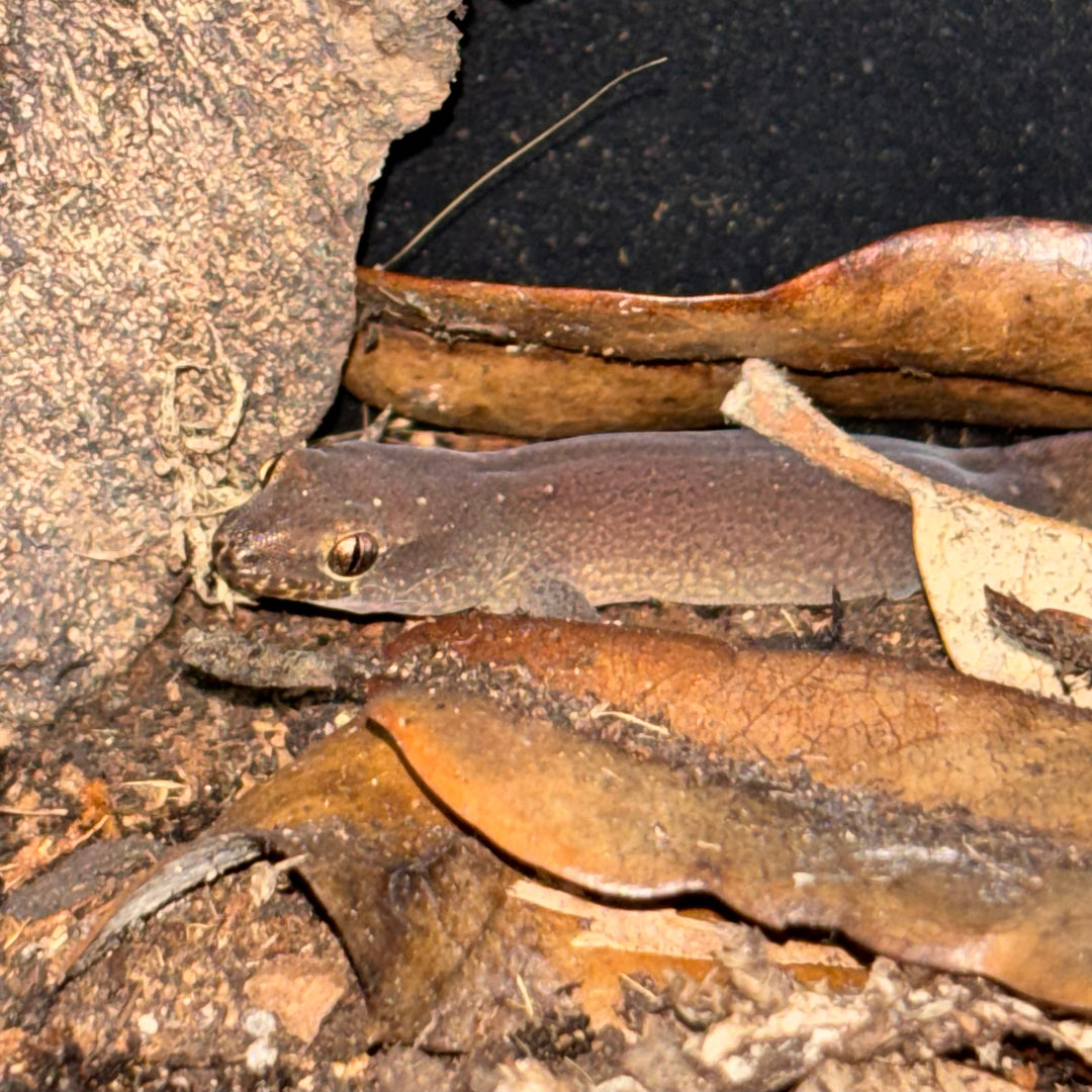 Dierogekko nehoueensis (New Caledonian Striped Gecko) MALE