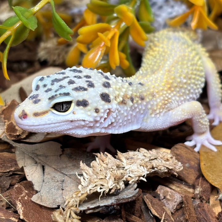 Eublepharis macularius (Leopard Gecko) Hypo Tangerine FEMALE
