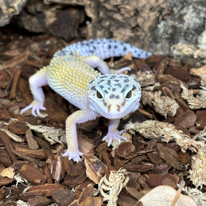 Eublepharis macularius (Leopard Gecko) Hypo Tangerine FEMALE