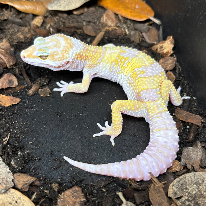 Eublepharis macularius (Leopard Gecko) Tremper Albino MALE