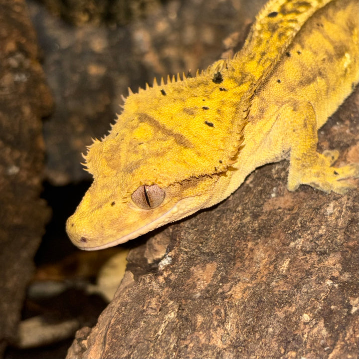 Correlophus ciliatus (Crested Gecko)