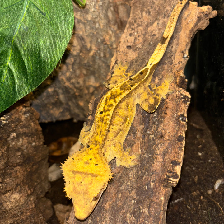 Correlophus ciliatus (Crested Gecko)