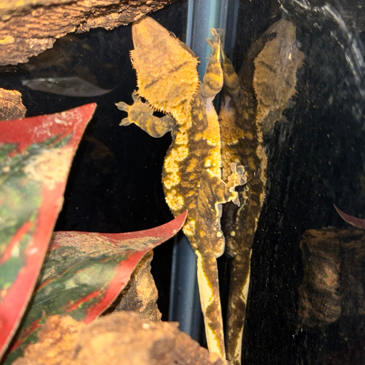 Correlophus ciliatus (Crested Gecko) Harlequin