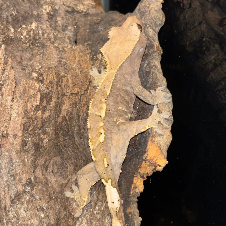 Correlophus ciliatus (Crested Gecko)