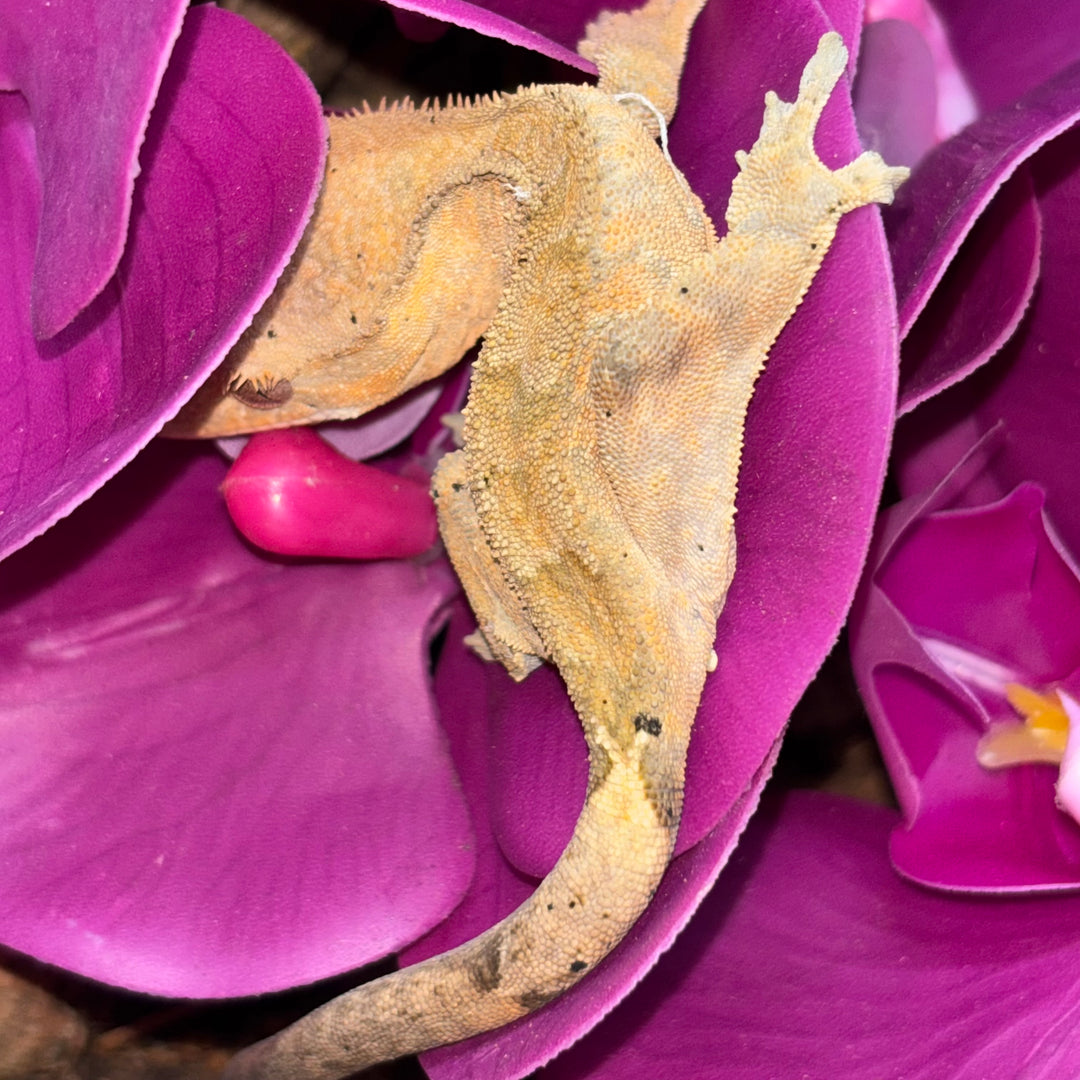 Correlophus ciliatus (Crested Gecko) Super Orange Tiger Cappuccino