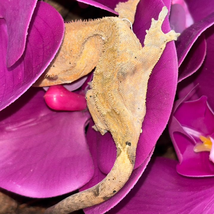 Correlophus ciliatus (Crested Gecko) Super Orange Tiger Cappuccino