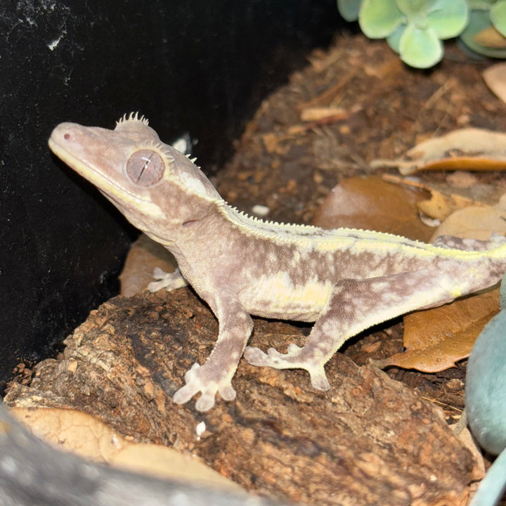 Correlophus ciliatus (Crested Gecko) Axanthic Lilly White