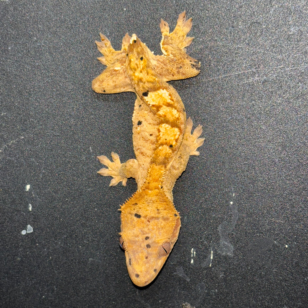 Correlophus ciliatus (Crested Gecko) Ink Blot Dalmatian