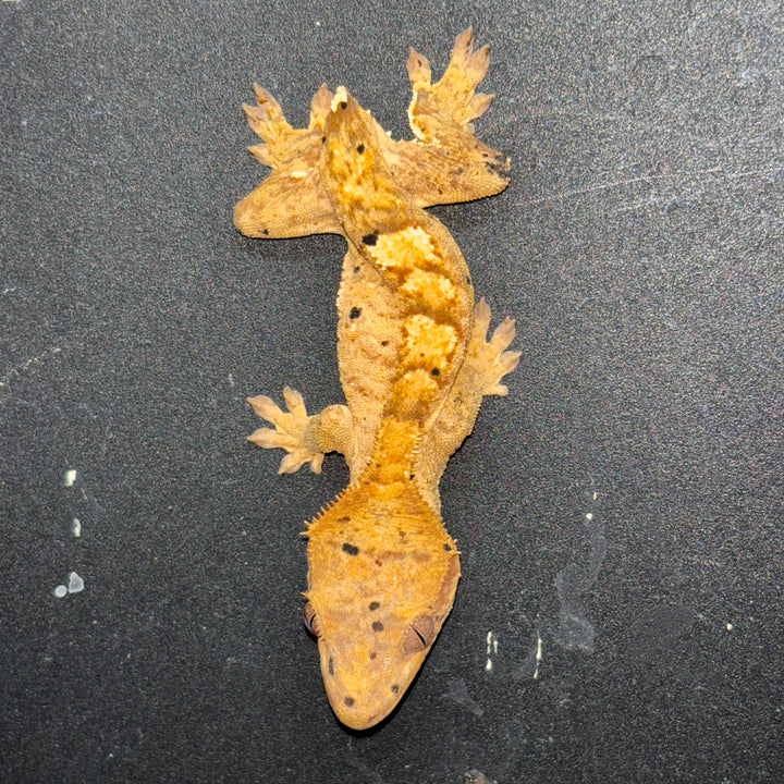 Correlophus ciliatus (Crested Gecko) Ink Blot Dalmatian
