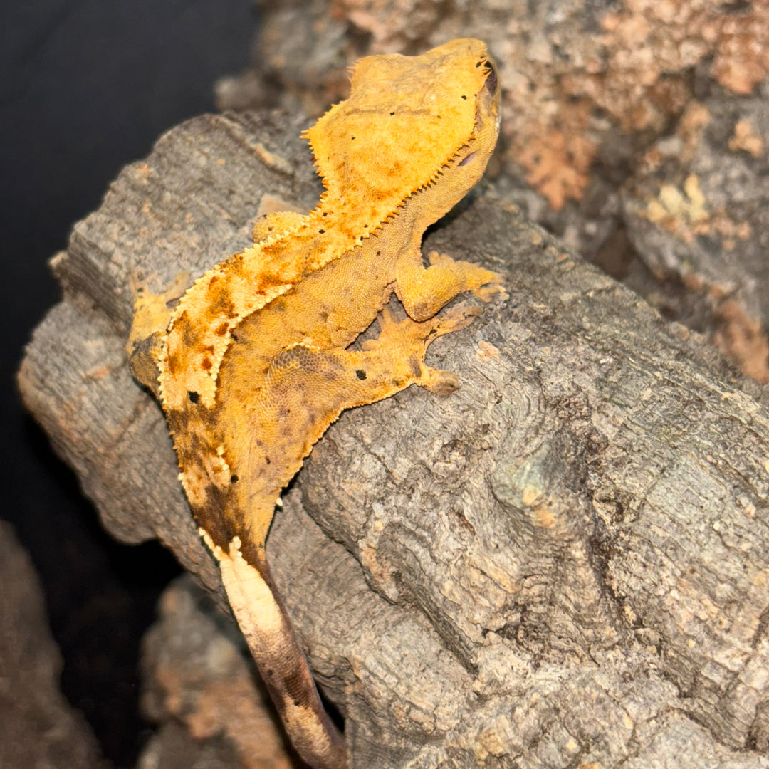 Correlophus ciliatus (Crested Gecko)