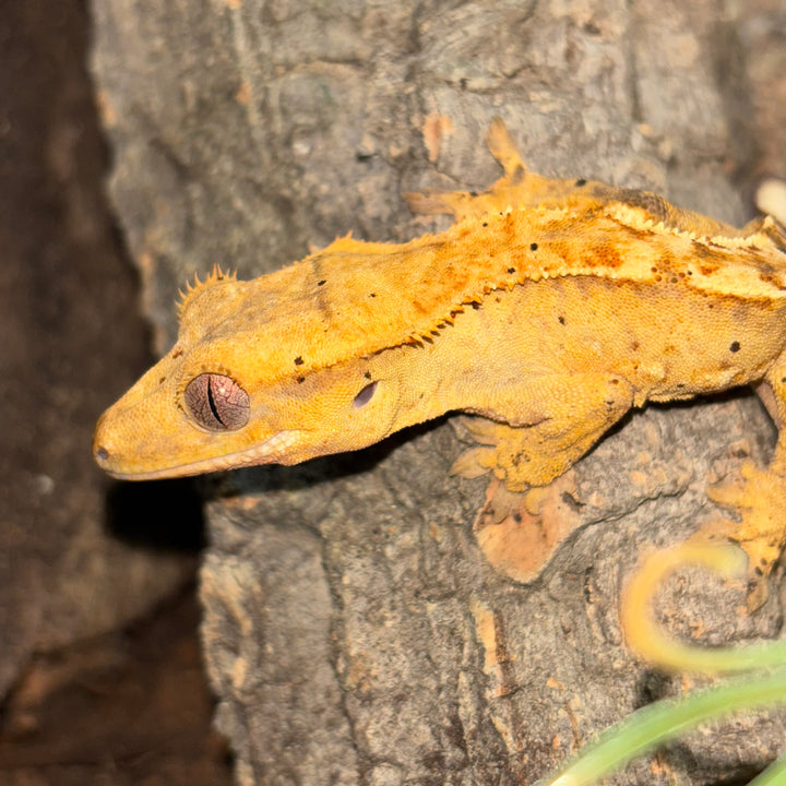 Correlophus ciliatus (Crested Gecko)