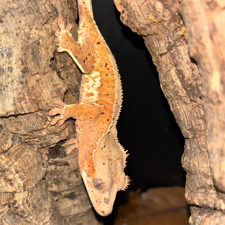 Correlophus ciliatus (Crested Gecko) Phantom Brindle Lilly White Red Spot Dalmatian