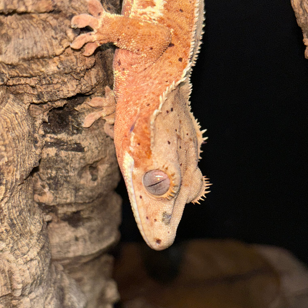 Correlophus ciliatus (Crested Gecko) Phantom Brindle Lilly White Red Spot Dalmatian
