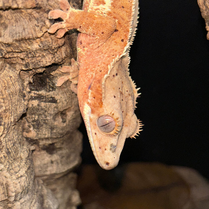 Correlophus ciliatus (Crested Gecko) Phantom Brindle Lilly White Red Spot Dalmatian