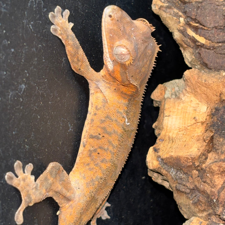 Correlophus ciliatus (Crested Gecko) Super Orange Tiger Cappuccino