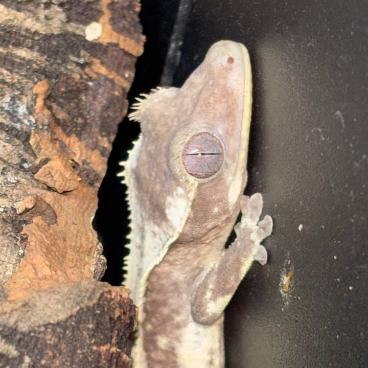 Correlophus ciliatus (Crested Gecko) Axanthic Lilly White