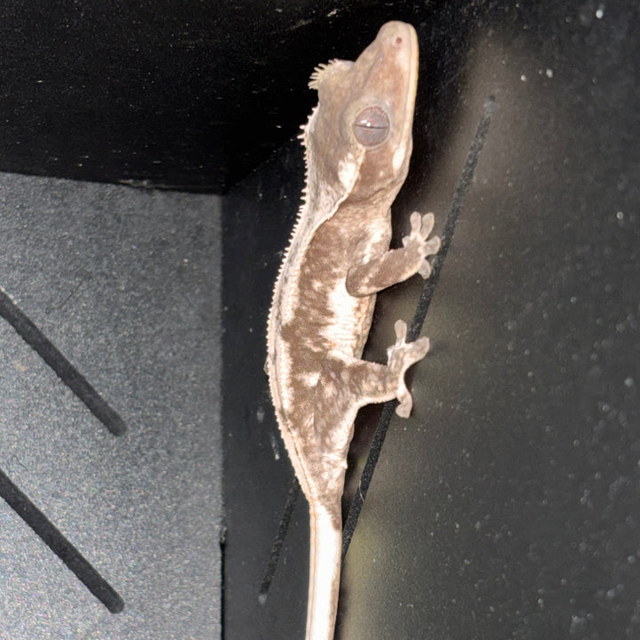 Correlophus ciliatus (Crested Gecko) Axanthic Lilly White