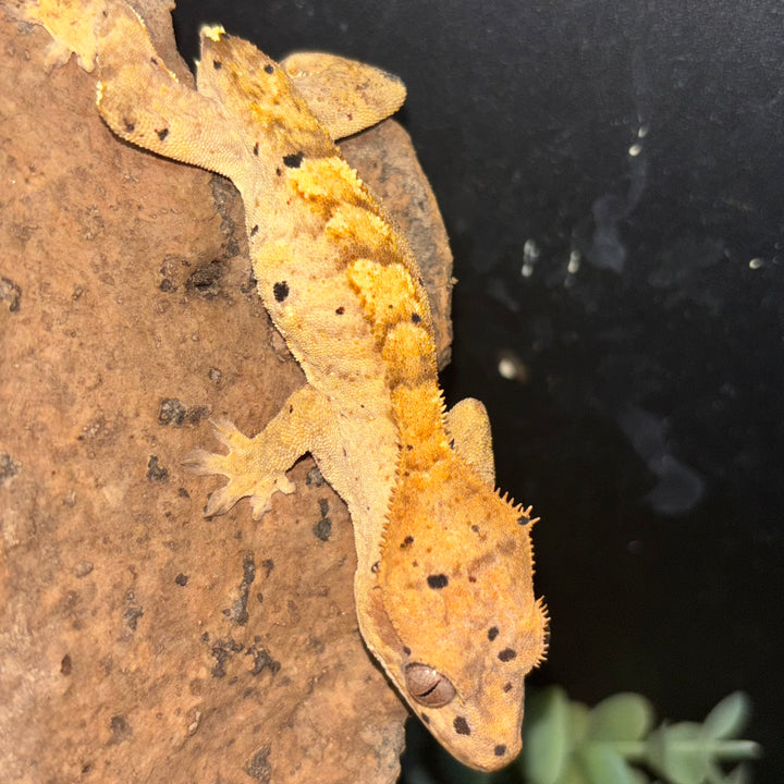 Correlophus ciliatus (Crested Gecko) Ink Blot Dalmatian