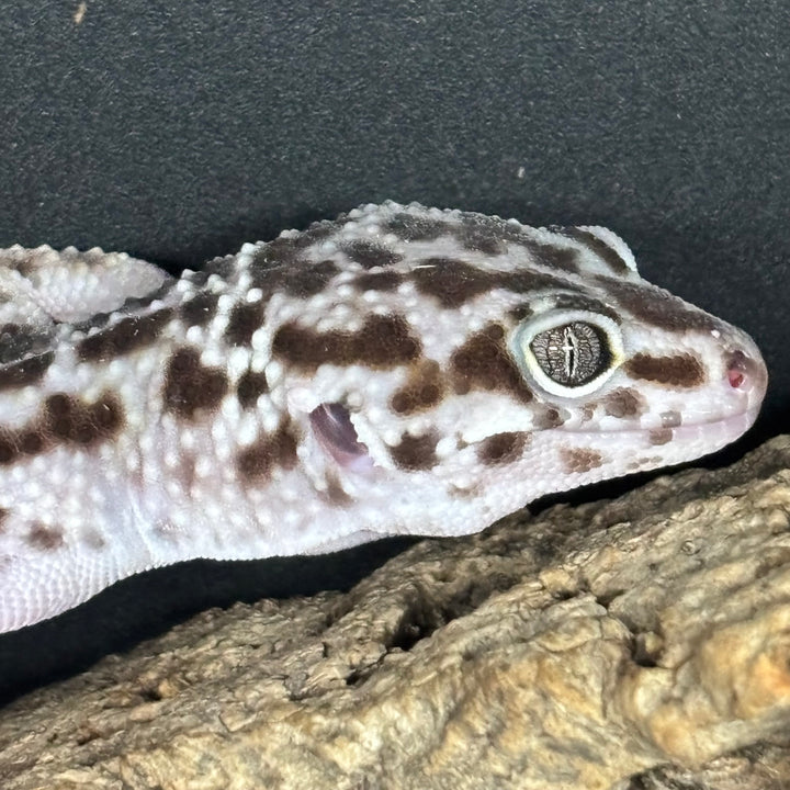 Eublepharis macularius (Leopard Gecko) Jungle Mack Snow FEMALE
