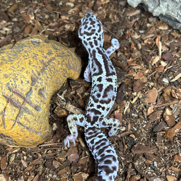 Eublepharis macularius (Leopard Gecko) Jungle Mack Snow FEMALE