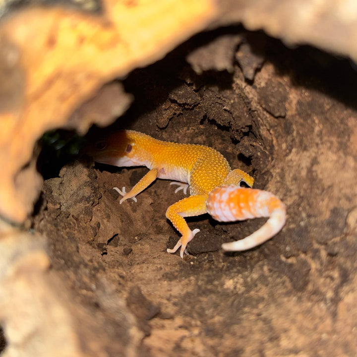 Eublepharis macularius (Leopard Gecko) Tremper Sunglow FEMALE