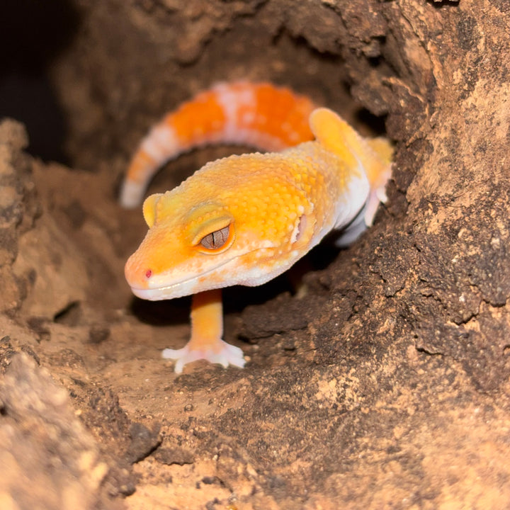Eublepharis macularius (Leopard Gecko) Tremper Sunglow FEMALE