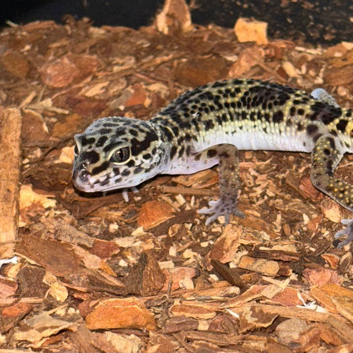Eublepharis macularius (Leopard Gecko) Black Night Low Expression FEMALE
