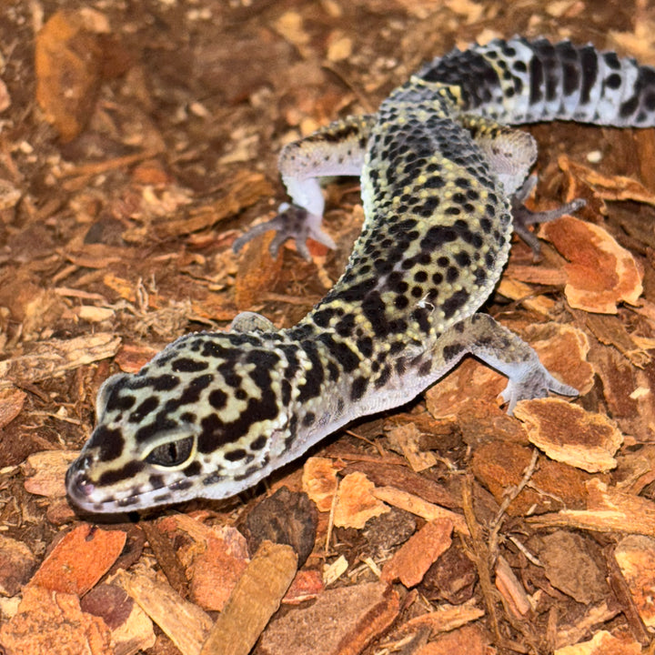 Eublepharis macularius (Leopard Gecko) Black Night Low Expression FEMALE