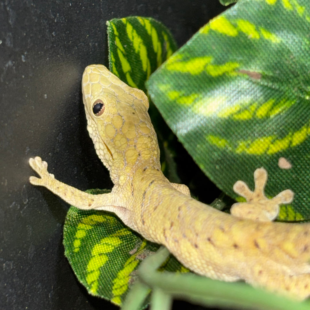 Eurydactylodes Symmetricus (Chameleon Gecko) MALE