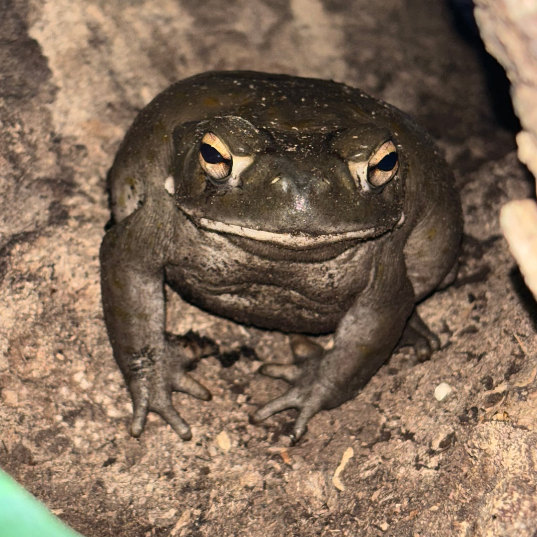 Incilius alvarius (Colorado River Toad) Sub/Adult